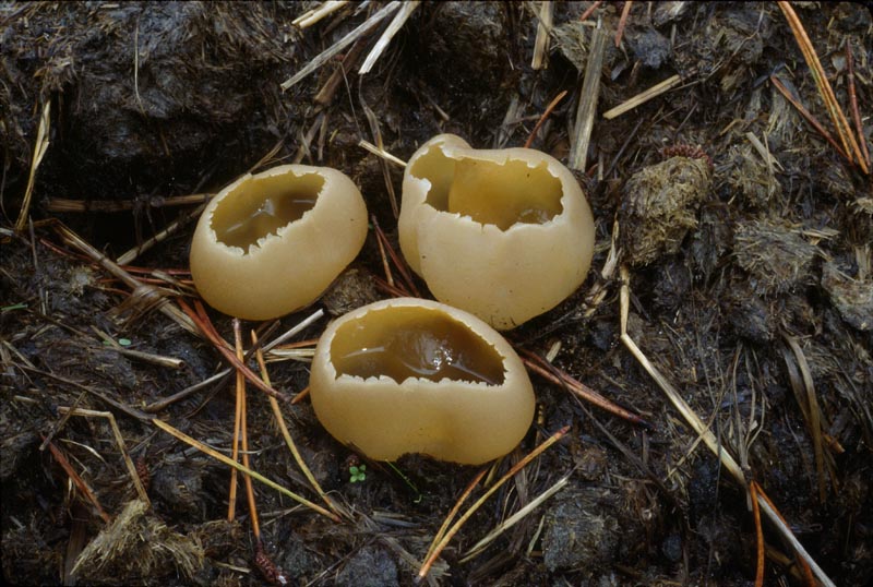 Peziza vesiculosa